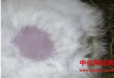 一次破损皮肤刺激试验
