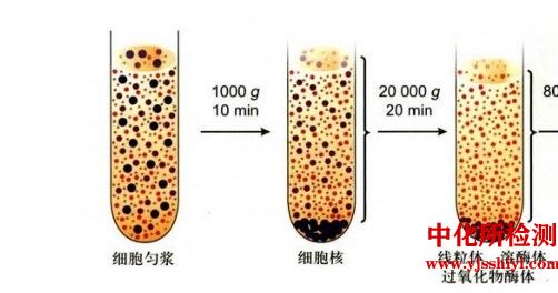 细胞组分测定