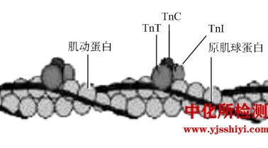 肌原纤维蛋白测定