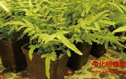 植物金属元素检测