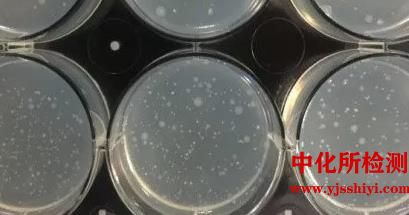 重复染毒毒性试验