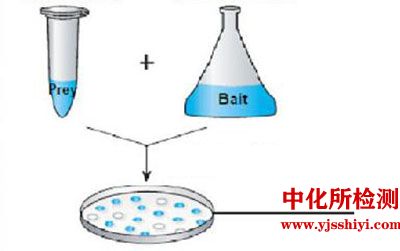 生殖发育毒性筛选试验