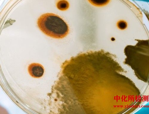 微生物量碳测试