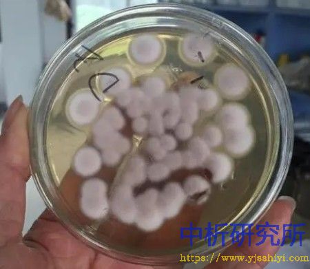 有效活菌数检测