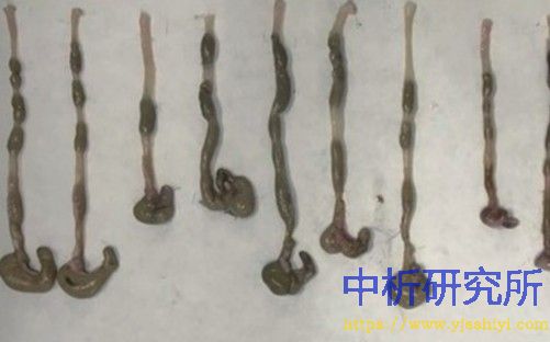 小鼠小肠内分泌细胞试验