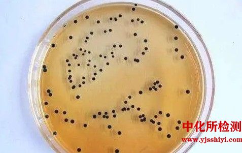鼠伤寒沙门氏菌回复突变试验
