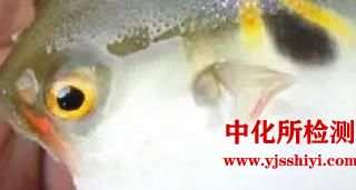 河豚检测