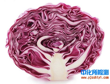 甘蓝检测