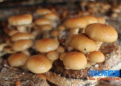 食用菌检测