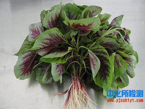 苋菜检测