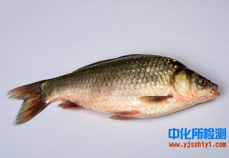 鲫鱼检测