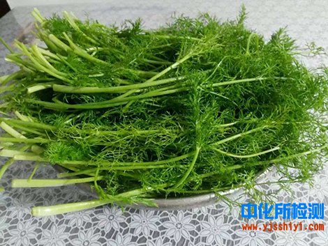茴香检测