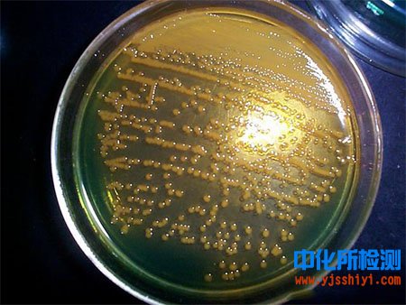 食品微生物检测