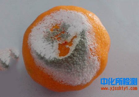 霉菌检测