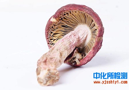 红菇营养成分检测