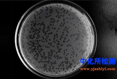克雷伯氏菌检测