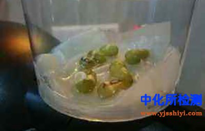 萌发试验