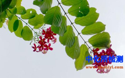 使君子检测