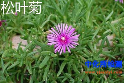 松叶菊检测