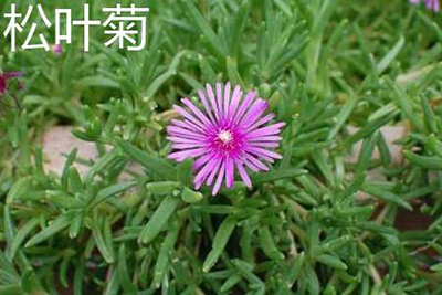 松叶菊检测