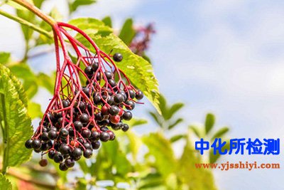 接骨木检测