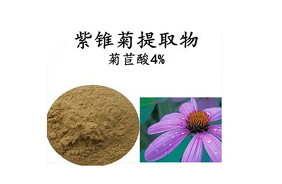 菊苣酸检测