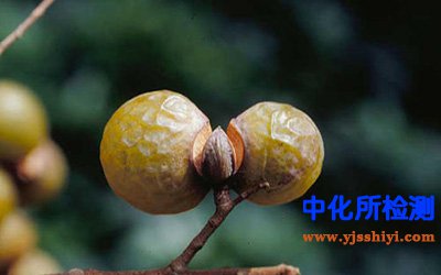 无患子检测