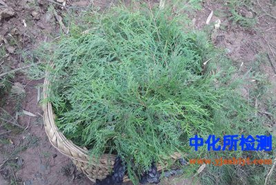 侧柏酮检测