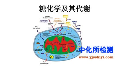糖代谢物检测
