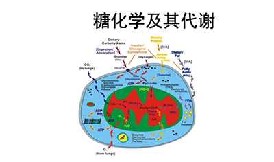 糖代谢物检测