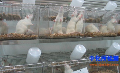 经皮吸收试验