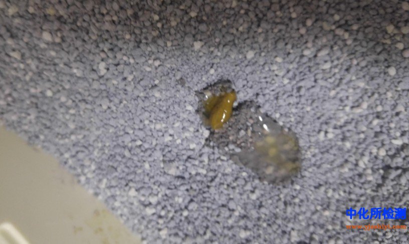 排泄物检测