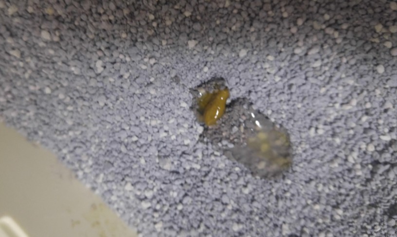 排泄物检测
