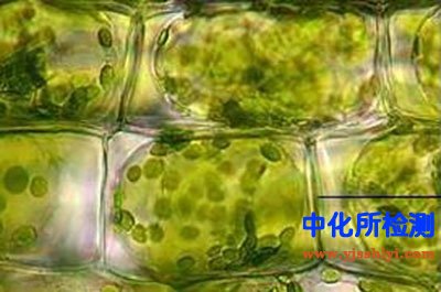 细胞壁测定